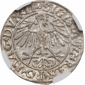 Zygmunt II August, Półgrosz 1550, Wilno - LI/LITVA - NGC MS64