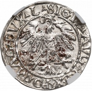 Sigismund II Augustus, Halfgroat 1558, Vilnius - NGC MS62