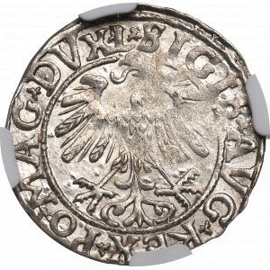 Sigismund II Augustus, halber Pfennig 1558 Vilnius - L/LITVA - NGC MS62