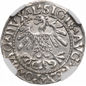 Zygmunt II August, Półgrosz 1559, Wilno - L/LITV - NGC MS63