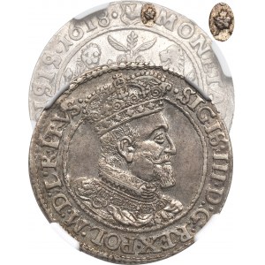 Zygmunt III Waza, Ort 1618, Gdańsk - liść KLONU - NGC AU58