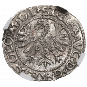Sigismund II Augustus, Halfgroat 1566, Tiktin - NGC AU58