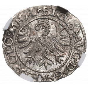 Sigismund II Augustus, Halfgroat 1566, Tiktin - NGC AU58