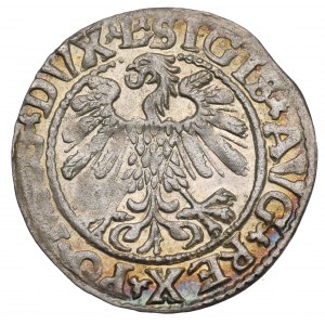 Zygmunt II August, Półgrosz 1559, Wilno - L/LITV