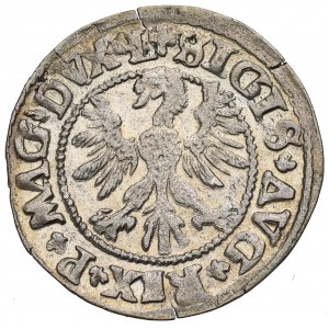 Zygmunt II August, Półgrosz 1546, Wilno - stary typ orła L/LITV
