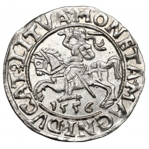 Sigismund II Augustus, Halbpfennig 1556, Wilna - LI/LITVA - ausgezeichnet