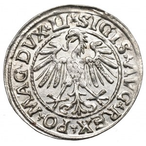 Sigismund II Augustus, Halbpfennig 1547, Wilna - LI/LITVA - geprägt