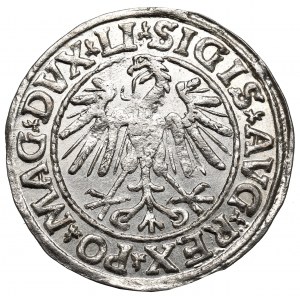 Sigismund II Augustus, Halbpfennig 1547, Wilna - LI/LITVA - geprägt