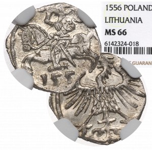 Sigismund II Augustus, Denar 1556, Vilnius - NGC MS66