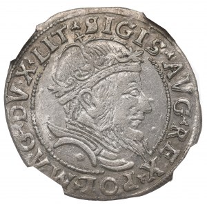 Zygmunt II August, Grosz na stopę litewską 1555, Wilno - NGC AU53 / RZADKI