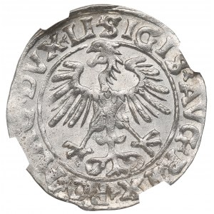 Sigismund II Augustus, halber Pfennig 1555, Vilnius - LI/LITVA - NGC MS64