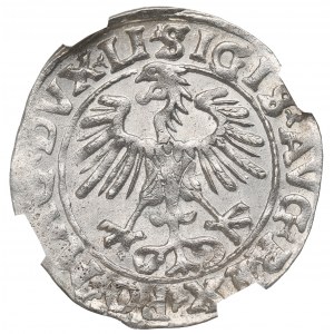 Zygmunt II August, Półgrosz 1555, Wilno - LI/LITVA - NGC MS64