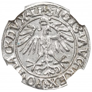 Sigismund II. Augustus, Halbpfennig 1551, Wilna - LI/LITVA - NGC MS64