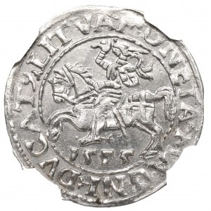 Sigismund II Augustus, halber Pfennig 1555, Vilnius - LI/LITVA - NGC MS63