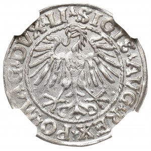 Sigismund II Augustus, Halbpfennig 1548 Wilna - LI/LITVA - NGC MS63