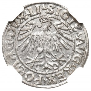 Zygmunt II August, Półgrosz 1548 Wilno - LI/LITVA - NGC MS63