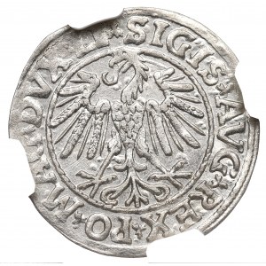 Sigismund II Augustus, Halbpfennig 1547, Wilna - LI/LITVA - NGC MS63
