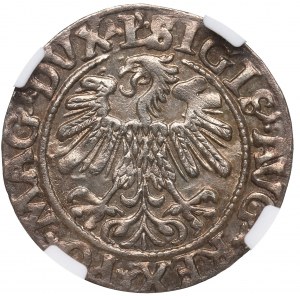Zygmunt II August, Półgrosz 1559, Wilno - L/LITVA - NGC MS62