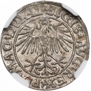 Sigismund II Augustus, Halbpfennig 1549, Wilna - LI/LITVA - NGC MS63