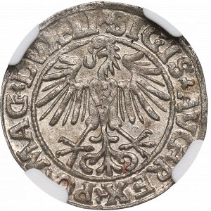Zygmunt II August, Półgrosz 1549, Wilno - LI/LITVA - NGC MS63