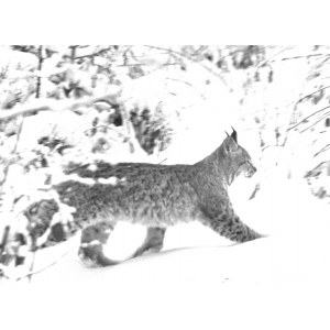 [ENVIRONMENT - lynx on the hunt - situational photograph]. [late 1920s/early 1930s/early 1960s/early 1970s]. Photograph form. 20,1x27,...