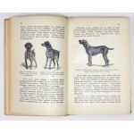 NIEDBAŁ Ludwik - Hodowla, wychowanie i tresura wyżła dowodnego. Poznań 1927. Księg. św. Wojciecha. 8, s. XI, [1],...