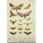 B. Dyakowski - Atlas motyli krajowych. 218 wizerunków. 1906.