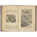 MENAULT Ernest - Miłość macierzyńska u zwierząt. Z ilustracyami. Z francuskiego przeł. F. W. [= Franciszek Wermiński]...