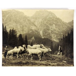 [GÓRY - Tatry Zachodnie - wypas owiec - fotografia sytuacyjna]. [1. poł. XX w.]. Fotografia form. 23,8x29,...