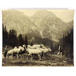 [MOUNTAINS - Western Tatras - sheep grazing - situational photograph]. [1st half of the 20th century]. Photograph form. 23,8x29,...