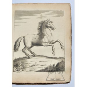 SOLLEYSEL (Jacques de), Le Parfait Mareschal, qui enseigne a connoistre la beauté, la bonté et les défauts des chevaux.