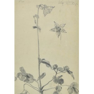 Stanislaw KAMOCKI (1875-1944), Studien über Blumen, um 1900