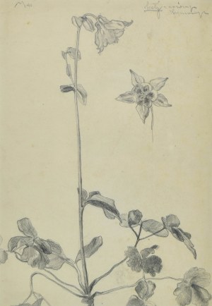 Stanisław KAMOCKI (1875-1944), Studia kwiatów, ok. 1900