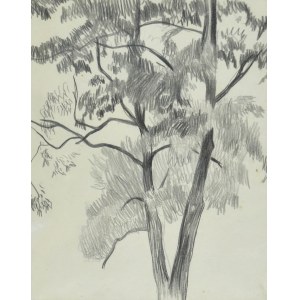 Stanislaw KAMOCKI (1875-1944), Study of a tree, ca. 1905