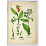 WILKOMM Atlas państwa roślinnego.124 tabl. kol., 700 rys., 165 drzeworytów. 1900
