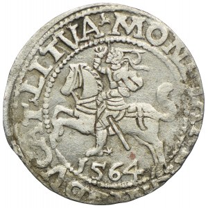Zygmunt II August, półgrosz 1564, Wilno, L/LITVA