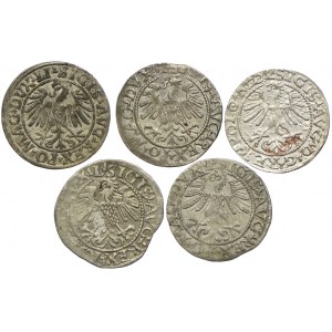 Sigismund II Augustus, Lithuanian half-penny 1547-1564, Vilnius (set of 5pcs).