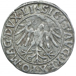 Sigismund II. Augustus, halber Pfennig 1546 Vilnius