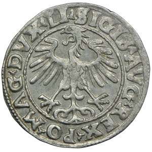 Zygmunt II August, półgrosz 1555 Wilno