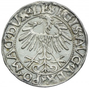 Zygmunt II August, półgrosz 1556 Wilno