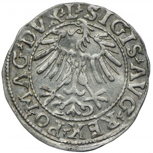Zygmunt II August, półgrosz 1557 Wilno