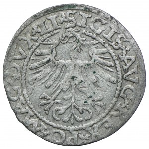 Zygmunt II August, półgrosz 1562 Wilno - odwrócony herb Topór