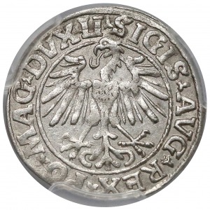 Półgrosz Wilno 1548