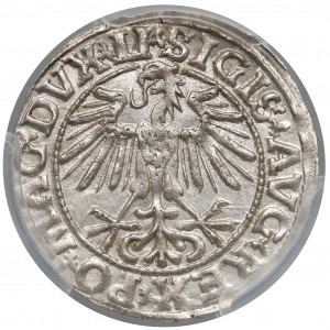 Half Grosz, Vilnius 1549 - type 10 - beautiful
