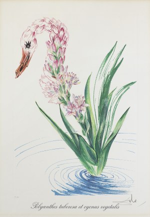 Dali Salvador, POLYANTHES TUBEROSA ET CYCNUS VEGETALIS, 1972