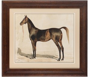 Juliusz Holzmüller (1876 Bolechów – 1932 Lwów), Portret konia angielskiego - Hindostanka, 1906 r.