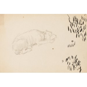 Józef Mehoffer (1869 Ropczyce - 1946 Wadowice), Szkic śpiącego psa