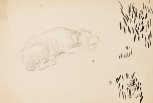 Józef Mehoffer (1869 Ropczyce - 1946 Wadowice), Szkic śpiącego psa