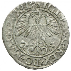 Sigismund II. Augustus, halber Pfennig 1561, Vilnius