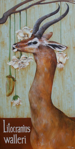 Adelajda KOT (ur. 1984), Gerenuk długoszyi